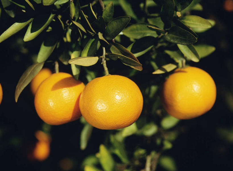 无人,横图,室外,特写,白天,正面,美景,植物,柑橘,水果,阴影,朦胧,模糊,新鲜,光线,影子,景观,生食,食品,果实,果树,树,树木,食物,三个,绿色,阳光,自然,橙色,景色,有机食品,绿色食品,生长,成长,自然风光,柑桔,橘子,桔子,彩图,大红蜜橘,大红袍,红橘,黄橘,宽皮橘,桔子树