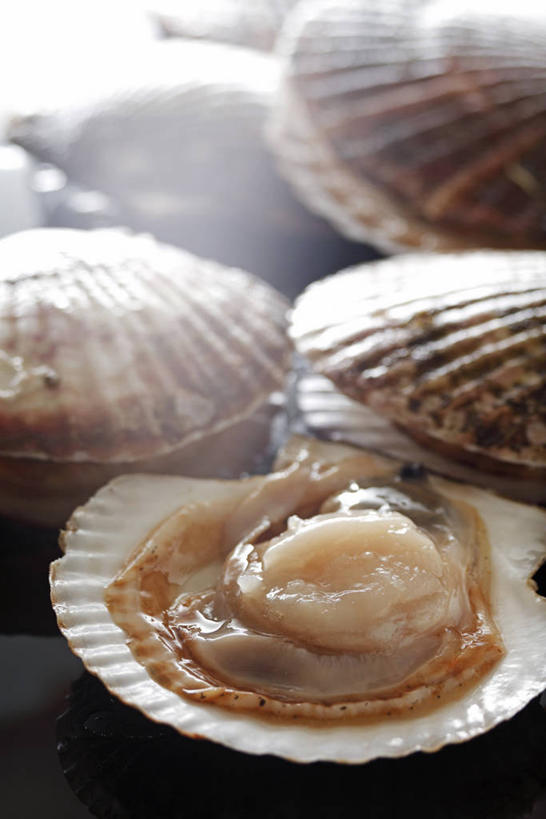 海鲜,无人,竖图,俯视,室内,特写,白天,雾,五个,许多,沸腾,蒸汽,水蒸气,扇贝,水产,海洋生物,水生动物,海产品,水生物,海底动物,蒸发,彩图,高角度拍摄