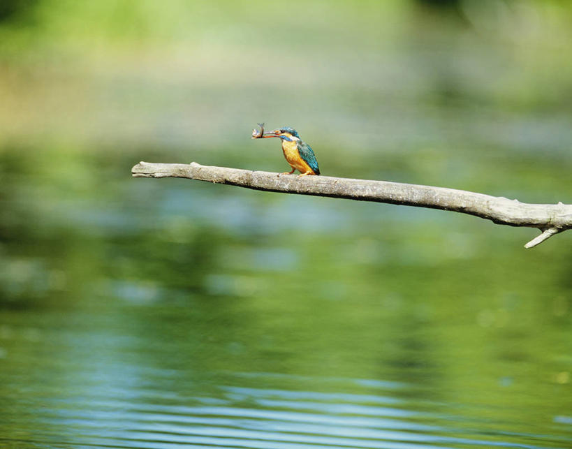 无人,站,横图,室外,白天,正面,河流,美景,水,翠鸟,鸟,北海道,日本,亚洲,阴影,波纹,朦胧,模糊,光线,鸟类,影子,河水,景观,水流,涟漪,注视,一只,水纹,阳光,自然,波浪,观察,看,站着,景色,观看,察看,叼,关注,叼着,自然风光,东亚,日本国,水晕,北海道地方,北海道岛,钏路支厅,普通翠鸟,鱼虎,鱼狗,秦椒嘴,大翠鸟,站立,彩图,全身,振兴局,钏路综合振兴局,钏路,钏路市,道东