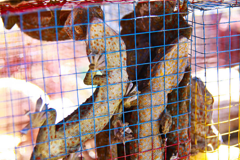 无人,横图,室外,白天,正面,壁虎,野生动物,爬行动物,笼子,注视,动物,容器,观察,看,趴着,观看,储藏,察看,储存,关注,蝎虎,守宫,趴,半身,彩图,贮存