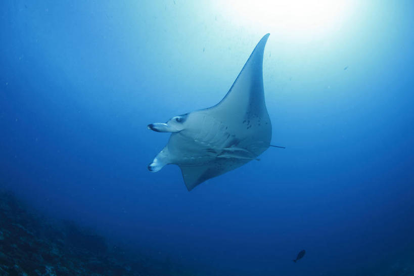游泳,海鲜,无人,横图,室外,白天,仰视,海底,水下,海浪,海洋,美景,一条,鱼,景观,浪花,水底,注视,水产,鱼类,海洋生物,自然,海水,观察,看,景色,海底世界,观看,鳐鱼,察看,关注,自然风光,水生动物,海产品,水生物,海景,海底动物,魟鱼,魔鬼鱼,蝠鲼,泅水,拍浮,大海,风浪,海,海床,海水的波动,近岸浪,涌浪,彩图,低角度拍摄,全身