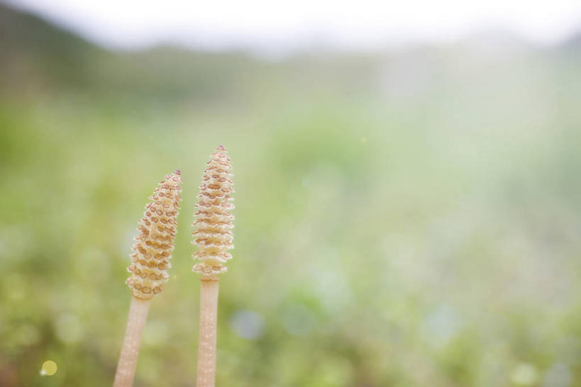 无人,横图,室外,特写,白天,正面,草地,草坪,美景,植物,两根,朦胧,模糊,景观,草,绿色,自然,景色,马尾,自然风光,问荆,接续草,公母草,搂接草,空心草,马蜂草,猪鬃草,黄蚂草,节节草,接骨草,彩图,木贼,马尾植物