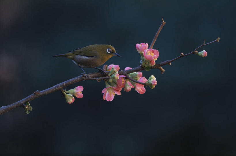 无人,站,横图,室外,白天,侧面,美景,鸟,阴影,朦胧,模糊,盛开,光线,鸟类,影子,景观,枝条,花蕾,注视,花,花瓣,花朵,鲜花,树枝,一只,粉色,阳光,自然,动物,花苞,花蕊,观察,看,站着,景色,可爱,活泼,观看,察看,关注,自然风光,暗绿绣眼鸟,贴梗海棠,绣眼,绣眼儿,绣眼鸟,白日眶,观赏鸟,诚实,平凡,木瓜海棠,木瓜花,虬枝,枝杈,站立,彩图,全身