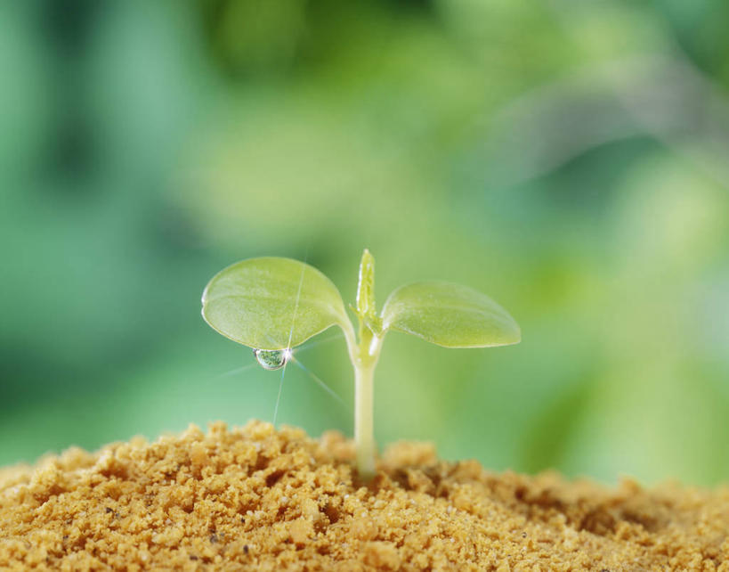 无人,横图,室外,特写,白天,正面,美景,水,露水,生气,朦胧,模糊,透明,液体,景观,泥土,水滴,土壤,幼苗,水珠,自然,露珠,嫩芽,景色,活力,朝气,生机,希望,剔透,自然风光,灵动,一株,新苗,通明,彩图,晶莹