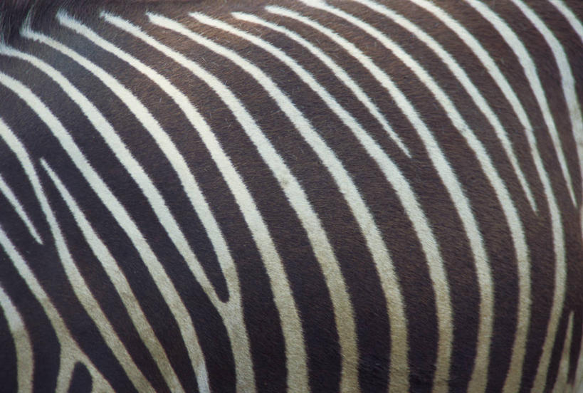 无人,横图,室外,特写,白天,侧面,美景,斑马,马,野生动物,条纹,景观,一匹,白色,黑色,自然,动物,景色,可爱,活泼,自然风光,半身,彩图