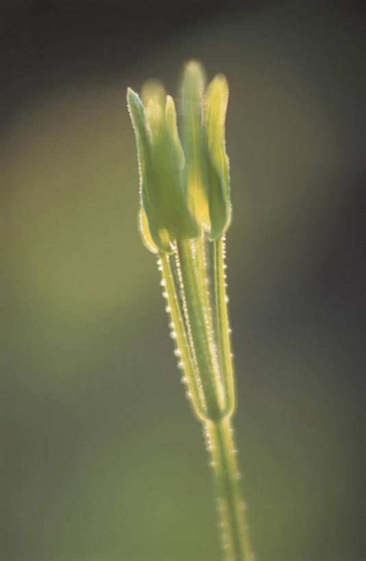无人,竖图,室外,特写,白天,正面,美景,水,露水,阴影,生气,朦胧,模糊,透明,光线,液体,影子,景观,水滴,幼苗,水珠,阳光,自然,露珠,嫩芽,景色,活力,朝气,生机,希望,剔透,自然风光,灵动,一株,新苗,通明,彩图,晶莹