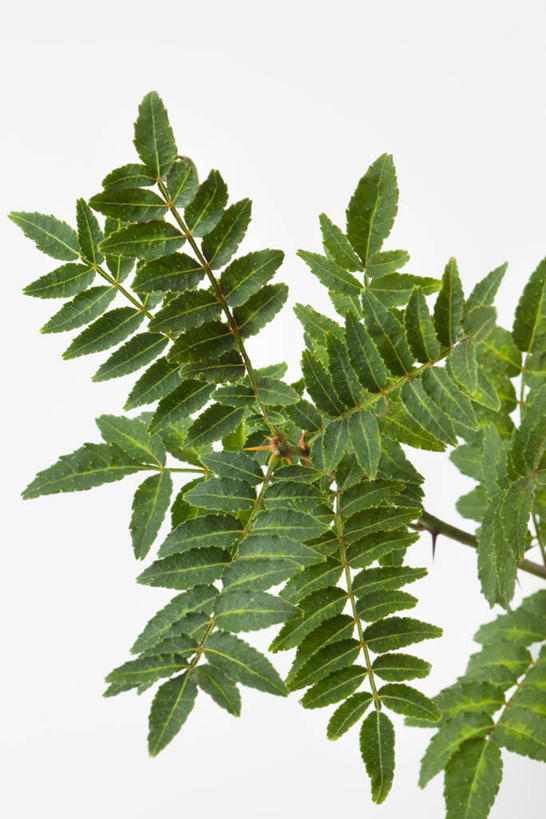 无人,竖图,室内,特写,白天,白色背景,正面,植物,叶子,青椒,调味,香料,佐料,绿叶,绿色,自然,嫩叶,摄影,影棚,生长,成长,花椒,山椒,配料,作料,大花椒,狗椒,红花椒,青花椒,蜀椒,香椒,叶,叶片,红椒,彩图,影棚拍摄,拍摄