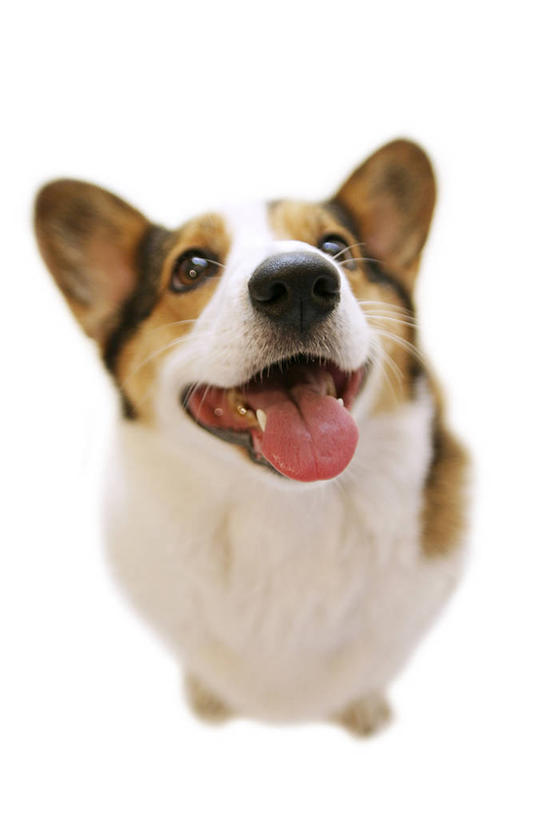 无人,坐,竖图,俯视,室内,白天,白色背景,宠物,狗,柯基犬,威尔士柯基犬,注视,吐舌头,一只,动物,观察,看,张嘴,可爱,摄影,影棚,牧羊犬,观看,察看,关注,张大嘴巴,忠诚,彭布罗克柯基犬,彭布罗克威尔士柯基犬,舌头,张开嘴,犬,抬头,仰头,坐着,彩图,高角度拍摄,全身,影棚拍摄,拍摄