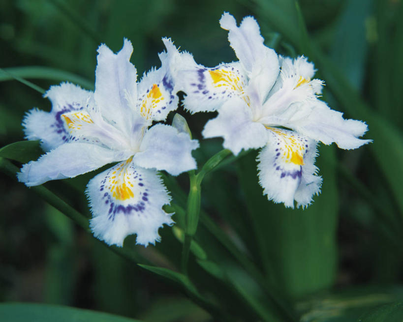 无人,横图,俯视,室外,特写,白天,爱情,友谊,美景,叶子,朦胧,模糊,盛开,景观,鸢尾花,绿叶,花蕾,花,花瓣,花朵,鲜花,黄色,白色,自然,花苞,花蕊,嫩叶,景色,鸢尾,自然风光,紫蝴蝶,蓝蝴蝶,扁竹花,叶,叶片,彩图,高角度拍摄,爱丽丝,爱丽丝花