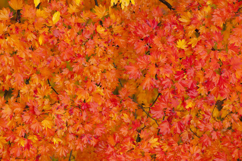 无人,横图,室外,特写,白天,正面,美景,森林,树林,植物,枫树,叶子,秋田县,日本,亚洲,阴影,光线,影子,景观,枫叶,枯叶,落叶,树,树木,黄色,红色,绿色,阳光,自然,景色,生长,成长,枫树叶,自然风光,东亚,本州,本州岛,日本国,秋田,东北地方,槭树,糖枫,糖槭,糖槭树,汤泽,汤泽市,叶,叶片,彩图