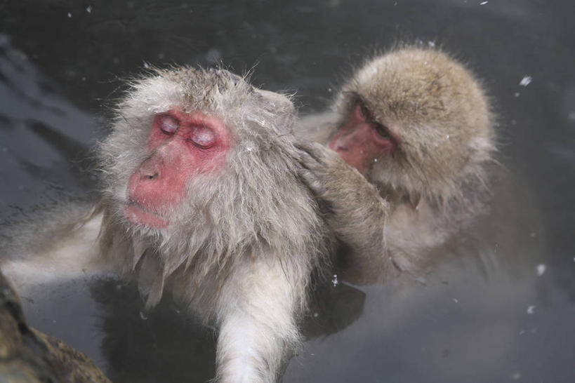 无人,站,闭眼,横图,俯视,室外,白天,美景,温泉,雪,雾,大雪,哺乳动物,猴,野生动物,猴子,长野县,日本,沸腾,蒸汽,积雪,景观,雪景,冬季,冬天,水蒸气,雾气,自然,动物,站着,两只,温暖,景色,寒冷,可爱,泉水,活泼,温和,气体,自然风光,猕猴,日本猕猴,本州,本州岛,日本国,中部地方,长野,蒸发,严寒,地热,闭眼睛,闭着眼,闭着眼睛,站立,半身,彩图,高角度拍摄,地狱谷,地狱谷温泉,地狱谷野猿公苑