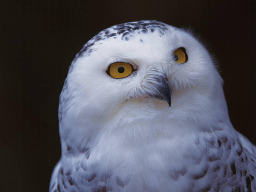 头,无人,横图,室外,特写,夜晚,正面,鸟,野生动物,黑色背景,鸟类,注视,一只,白色,灰色,动物,观察,看,观看,察看,关注,凶猛,雪鸮,雪枭,白鸮,白夜猫子,雪猫头鹰,怪鸱,鸺鸱,残暴,凶残,头部,鸮,枭,半身,彩图,鸱鸮,鸮角鸱