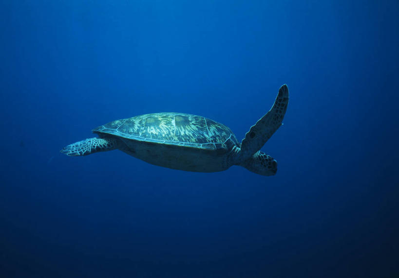 游泳,无人,横图,室外,白天,侧面,海底,水下,海浪,海洋,美景,龟,马来西亚,亚洲,景观,浪花,水底,注视,海洋生物,一只,自然,海水,观察,看,健康,景色,海底世界,东南亚,观看,石龟,绿海龟,察看,关注,自然风光,水生动物,坚定,水生物,海景,海底动物,绿蠵龟,长寿,泅水,拍浮,马来西亚联邦,大海,风浪,海,海床,海水的波动,近岸浪,涌浪,海龟,彩图,全身,诗巴丹,诗巴丹岛