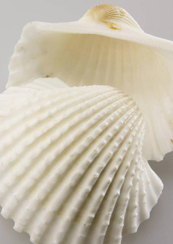 海鲜,无人,竖图,俯视,室内,特写,白天,静物,灰色背景,扇贝,水产,海洋生物,两个,摄影,影棚,海扇,水生动物,海产品,水生物,海底动物,彩图,高角度拍摄,影棚拍摄,拍摄