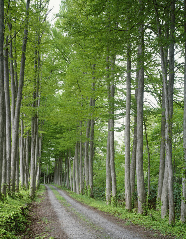 无人,竖图,室外,白天,正面,消失点,旅游,度假,美景,森林,树林,植物,道路,路,北海道,日本,亚洲,景观,小路,交通,娱乐,树,树木,绿色,自然,享受,休闲,景色,放松,生长,成长,自然风光,东亚,日本国,北海道地方,北海道岛,虻田郡,彩图,没影点,灭点,胆振综合振兴局,后志综合振兴局,振兴局,二世古町,二世谷町,胆振支厅,道央