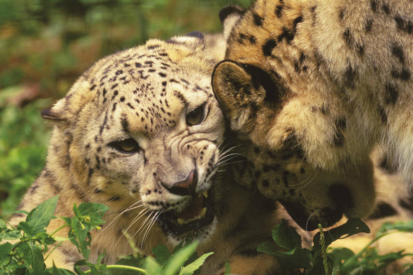 头,无人,横图,室外,特写,白天,正面,美景,植物,野生动物,叶子,阴影,朦胧,模糊,光线,纹理,影子,景观,绿叶,注视,绿色,阳光,自然,动物,观察,看,张嘴,两只,嫩叶,景色,观看,察看,关注,自然风光,雪豹,凶猛,张大嘴巴,肌理,草豹,残暴,凶残,头部,叶,叶片,叶脉,张开嘴,半身,彩图