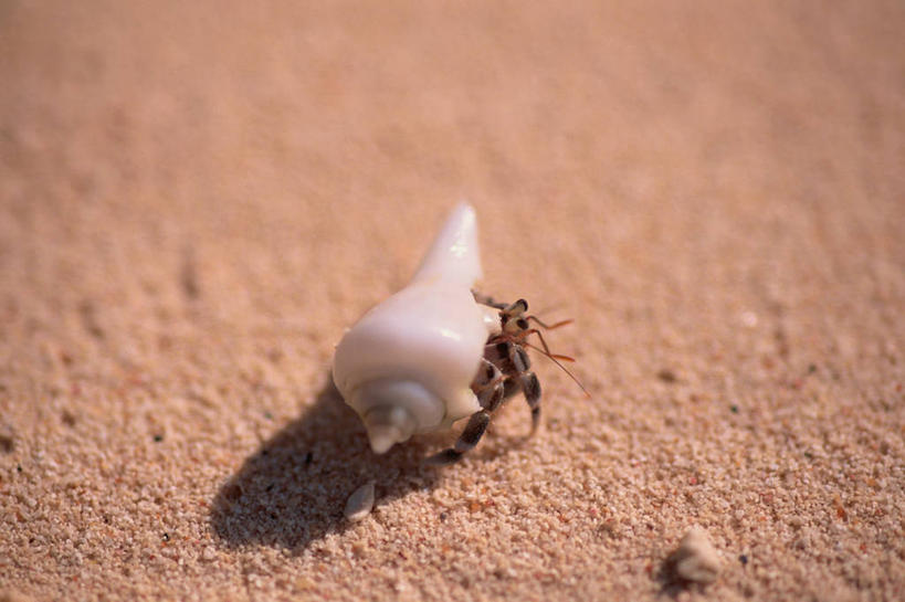 无人,横图,室内,特写,白天,正面,建材,建筑,贝壳,阴影,朦胧,模糊,光线,昆虫,材料,沙子,影子,沙,一个,一只,阳光,动物,建造,单个,砂,矿产,害虫,壁虱,臭虫,贝类外壳,海螺壳,软体动物外壳,彩图,全身,床虱,木蚤