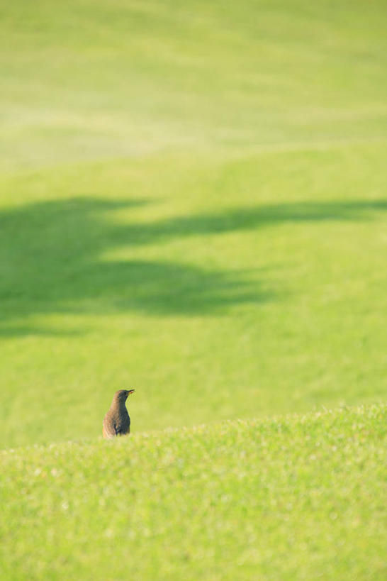 无人,站,竖图,室外,白天,正面,草地,草坪,美景,植物,鸟,日本,亚洲,阴影,光线,画眉,鸟类,影子,景观,注视,草,树,树木,一只,绿色,阳光,自然,观察,看,站着,景色,生长,成长,观看,察看,关注,自然风光,东亚,本州,本州岛,日本国,青森,青森县,东北地方,虎鸫,金画眉,站立,彩图,全身