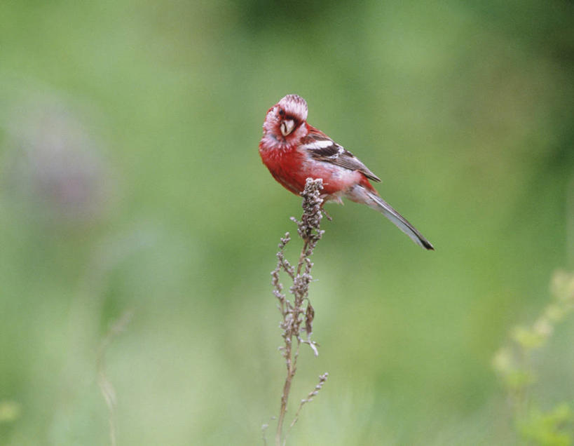无人,站,横图,室外,特写,白天,侧面,美景,植物,鸟,北海道,日本,亚洲,阴影,朦胧,模糊,光线,鸟类,影子,景观,枝条,扭头,注视,停留,树,树木,树枝,一只,绿色,阳光,自然,观察,看,站着,转头,景色,生长,成长,观看,停止,察看,关注,自然风光,东亚,日本国,北海道地方,北海道岛,逗留,停顿,虬枝,枝杈,燕雀,站立,彩图,全身,长尾雀