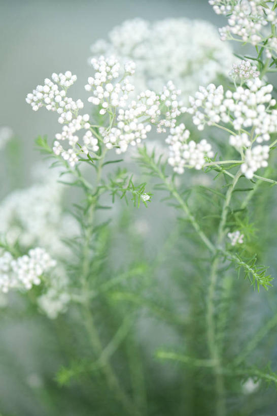 无人,竖图,室外,特写,白天,正面,农作物,阴影,朦胧,模糊,盛开,光线,影子,谷物,花蕾,花,花瓣,花朵,鲜花,白色,阳光,花苞,花蕊,稻谷,稻子,彩图,稻花