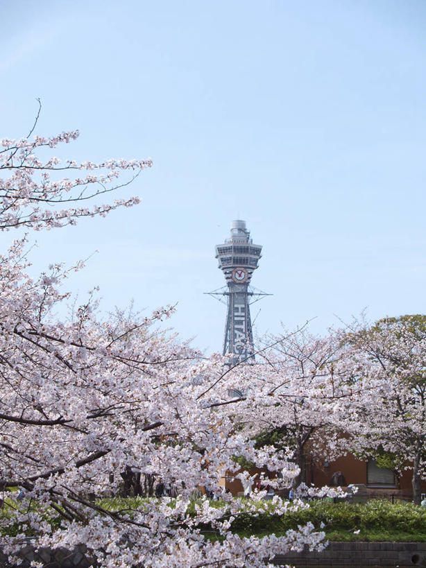 无人,竖图,室外,白天,正面,旅游,度假,幸福,纯洁,草地,草坪,树林,植物,标志建筑,地标,建筑,樱花,日本,亚洲,阴影,盛开,光线,影子,花蕾,娱乐,建设,草,花,花瓣,花朵,鲜花,树,树木,粉色,蓝色,绿色,蓝天,天空,阳光,自然,天,花苞,花蕊,享受,休闲,旅游胜地,放松,大阪,生长,晴朗,成长,等待,生命,新世界,东亚,本州,万里无云,大阪府,本州岛,日本国,近畿地方,近畿,仙樱花,福岛樱,青肤樱,高尚,县厅,通天阁,大阪市,热烈,浪速区,晴空,晴空万里,荆桃,彩图