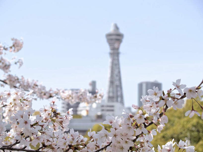 无人,横图,室外,白天,正面,旅游,度假,幸福,纯洁,草地,草坪,树林,植物,标志建筑,地标,建筑,樱花,日本,亚洲,阴影,朦胧,模糊,盛开,光线,影子,花蕾,娱乐,建设,草,花,花瓣,花朵,鲜花,树,树木,粉色,蓝色,绿色,蓝天,天空,阳光,自然,天,花苞,花蕊,享受,休闲,旅游胜地,放松,大阪,生长,晴朗,成长,等待,生命,新世界,东亚,本州,万里无云,大阪府,本州岛,日本国,近畿地方,近畿,仙樱花,福岛樱,青肤樱,高尚,县厅,通天阁,大阪市,热烈,浪速区,晴空,晴空万里,荆桃,彩图