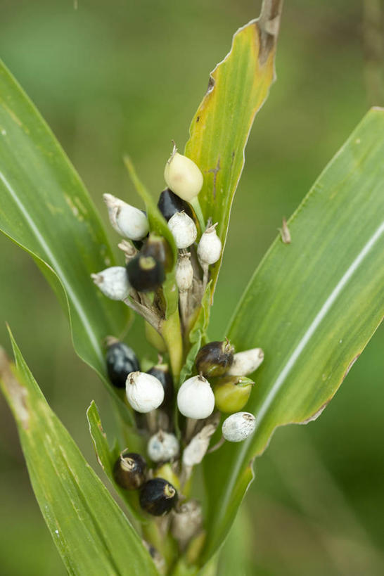 无人,竖图,室外,特写,白天,正面,美景,植物,叶子,阴影,朦胧,模糊,光线,纹理,影子,景观,绿叶,中药,绿色,阳光,自然,嫩叶,景色,自然风光,薏米,薏仁,肌理,苡米,苡仁,薏苡仁,米仁,叶,叶片,叶脉,彩图