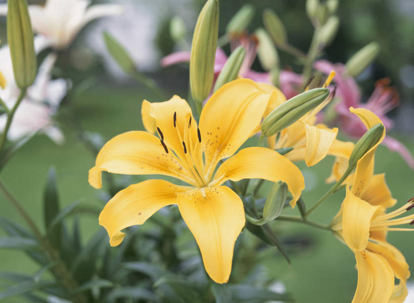 无人,横图,室外,特写,白天,正面,美景,萱草,阴影,朦胧,模糊,盛开,光线,影子,景观,花蕾,花,花瓣,花朵,鲜花,粉色,黄色,阳光,自然,花苞,花蕊,景色,自然风光,强瞿,疗愁,萱草花,宜男,百合,倒仙,番韭,山丹,忘忧草,金针菜,黄花菜,黄花,彩图