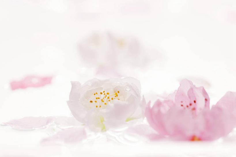 无人,横图,室内,特写,白天,白色背景,正面,水,阴影,朦胧,模糊,反射,液体,影子,水滴,梅花,粉色,白色,摄影,影棚,高雅,坚强,春梅,梅,彩图,影棚拍摄,拍摄