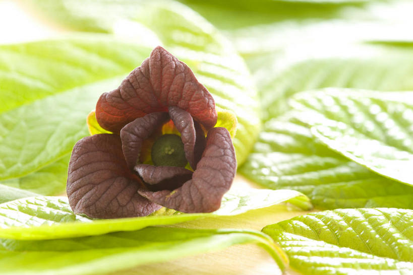 无人,横图,室外,特写,白天,正面,美景,植物,叶子,阴影,朦胧,模糊,盛开,光线,纹理,影子,景观,绿叶,花蕾,花,花瓣,花朵,鲜花,一朵,绿色,紫色,阳光,自然,花苞,花蕊,嫩叶,景色,自然风光,肌理,贴梗海棠,诚实,平凡,木瓜海棠,木瓜花,叶,叶片,叶脉,彩图