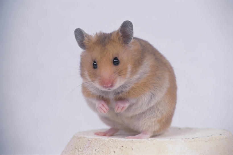 无人,站,横图,室内,特写,白天,白色背景,正面,野生动物,老鼠,阴影,反射,仓鼠,影子,注视,一只,动物,观察,看,站着,可爱,摄影,活泼,影棚,观看,鼠,察看,关注,搬仓鼠,腮鼠,黄金地鼠,金黄地鼠,金毛鼠,金丝熊,叙利亚仓鼠,叙利亚地鼠,珍珠熊,站立,彩图,全身,影棚拍摄,拍摄