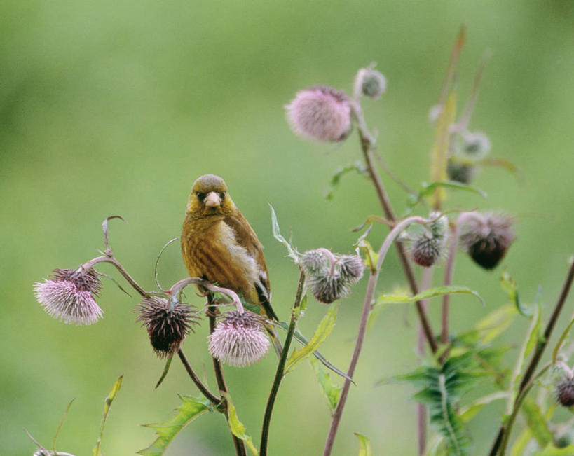 无人,站,横图,室外,特写,白天,正面,花海,花圃,美景,植物,鸟,叶子,阴影,朦胧,模糊,盛开,光线,鸟类,影子,景观,枝条,花蕾,注视,花,花瓣,花朵,花卉,鲜花,树枝,一只,绿色,阳光,自然,花丛,花束,花田,花苞,花蕊,观察,看,站着,景色,观看,察看,关注,自然风光,金翅雀,大绿雀,金翅,芦花黄雀,虬枝,枝杈,站立,彩图,全身