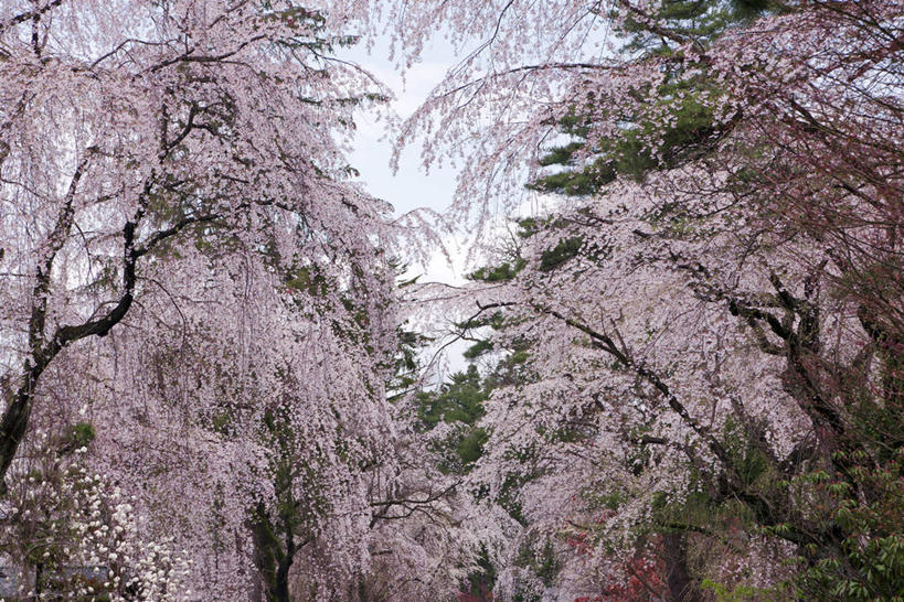 无人,横图,室外,白天,仰视,旅游,度假,幸福,纯洁,美景,森林,树林,植物,樱花,秋田县,日本,亚洲,阴影,盛开,光线,影子,景观,花蕾,娱乐,花,花瓣,花朵,鲜花,树,树木,粉色,蓝色,绿色,蓝天,天空,阳光,自然,天,花苞,花蕊,享受,休闲,景色,放松,生长,晴朗,成长,等待,生命,自然风光,东亚,本州,万里无云,本州岛,日本国,秋田,东北地方,仙樱花,福岛樱,青肤樱,高尚,热烈,日本早樱,晴空,晴空万里,荆桃,彩图,低角度拍摄