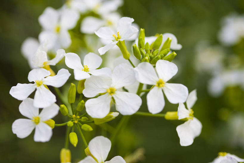 无人,横图,室外,特写,白天,正面,美景,阴影,朦胧,模糊,盛开,光线,影子,景观,花蕾,花,花瓣,花朵,鲜花,阳光,自然,黄昏,花苞,花蕊,景色,自然风光,黄昏之花,萝卜花,彩图