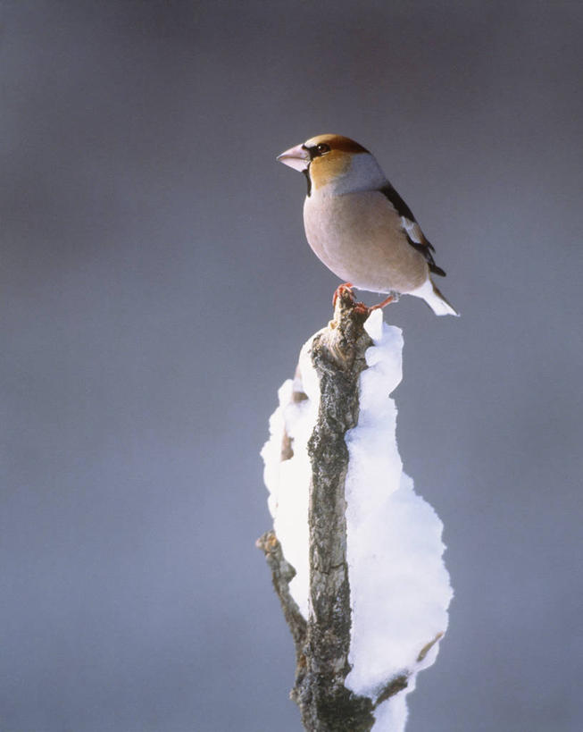 无人,站,竖图,室外,特写,白天,侧面,美景,雪,大雪,鸟,阴影,朦胧,模糊,光线,鸟类,影子,积雪,景观,雪景,冬季,冬天,枝条,注视,树枝,一只,阳光,自然,观察,看,站着,景色,寒冷,观看,察看,关注,自然风光,严寒,蜡嘴雀,铁嘴蜡子,锡嘴雀,虬枝,枝杈,站立,彩图,全身