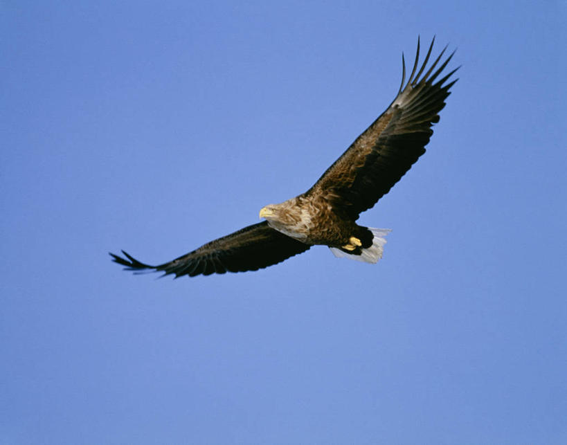 无人,横图,室外,白天,仰视,美景,鸟,野生动物,北海道,日本,亚洲,飞翔,伸展,张开,展翅,阴影,飞行,光线,翅膀,鸟类,影子,景观,翱翔,注视,飞,一只,蓝色,蓝天,天空,阳光,自然,动物,天,观察,看,景色,晴朗,观看,雕,察看,关注,自然风光,凶猛,东亚,张开翅膀,万里无云,白尾海雕,日本国,北海道地方,北海道岛,黄嘴雕,芝麻雕,根室支厅,罗臼町,目梨郡,展开翅膀,残暴,凶残,晴空,晴空万里,彩图,低角度拍摄,全身,道东