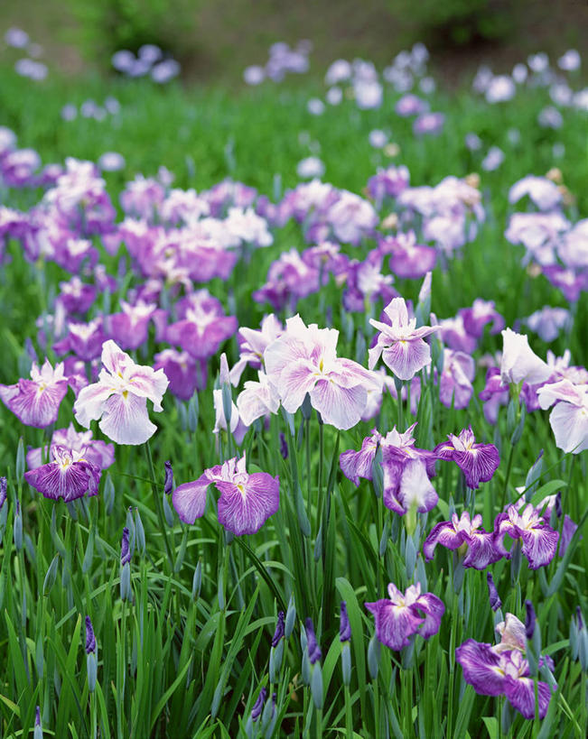 无人,竖图,室外,白天,正面,爱情,旅游,度假,友谊,花海,花圃,美景,植物,叶子,日本,亚洲,阴影,盛开,光线,影子,景观,鸢尾花,花蕾,娱乐,花,花瓣,花朵,花卉,鲜花,绿色,紫色,阳光,自然,花丛,花束,花田,花苞,花蕊,享受,休闲,景色,放松,鸢尾,自然风光,东亚,本州,本州岛,日本国,中国地方,紫蝴蝶,蓝蝴蝶,扁竹花,山口,山口县,彩图,岩国,岩国市,爱丽丝,爱丽丝花