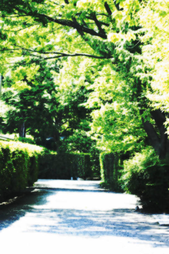 无人,竖图,室外,白天,正面,美景,植物,日本,亚洲,阴影,环保,朦胧,模糊,光线,影子,景观,防护,树,树木,绿色,阳光,自然,景色,生长,成长,美好,美妙,自然风光,间隔,东亚,日本国,美观,雅观,绿篱,生篱,树篱,植篱,彩图