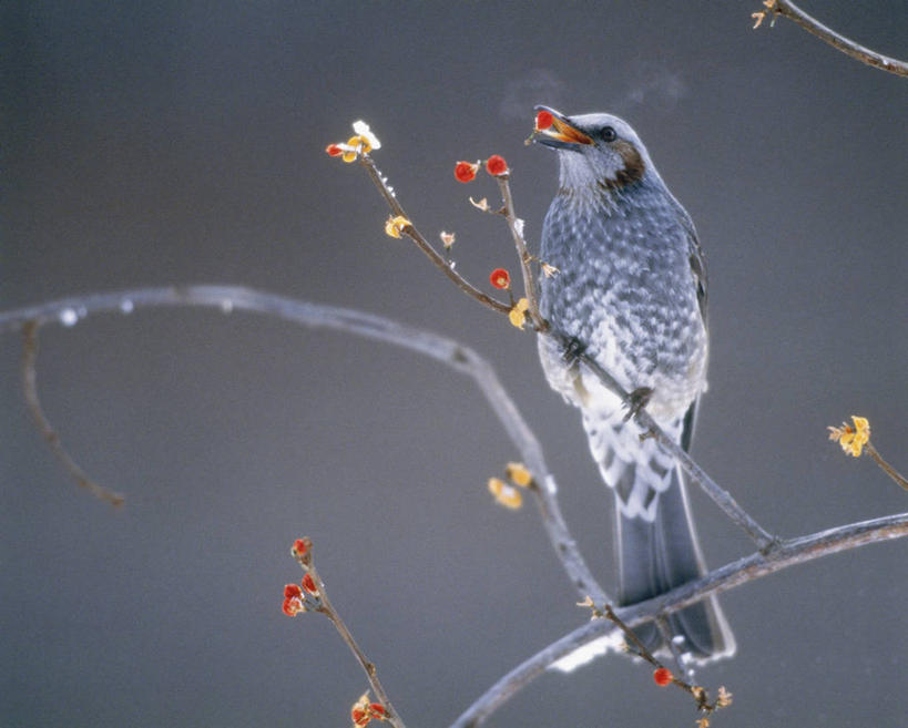 无人,站,横图,室外,特写,白天,侧面,美景,秋季,鸟,浆果,阴影,朦胧,模糊,光线,鸟类,影子,景观,枝条,注视,树枝,一只,阳光,自然,观察,看,站着,景色,观看,察看,关注,自然风光,栗耳鹎,虬枝,枝杈,鹎,秋,秋天,站立,彩图,全身,棕耳鹎,栗耳短脚鹎