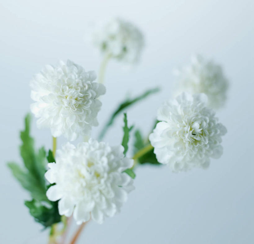 无人,横图,俯视,室内,特写,白天,五朵,蓝色背景,盛开,花蕾,花,花瓣,花朵,鲜花,白色,花苞,花蕊,摄影,影棚,彩图,高角度拍摄,影棚拍摄,拍摄