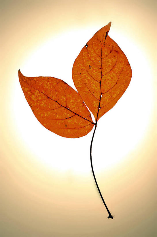 无人,竖图,室内,特写,白天,正面,叶子,两片,枯叶,落叶,摄影,影棚,叶,叶片,彩图,影棚拍摄,拍摄