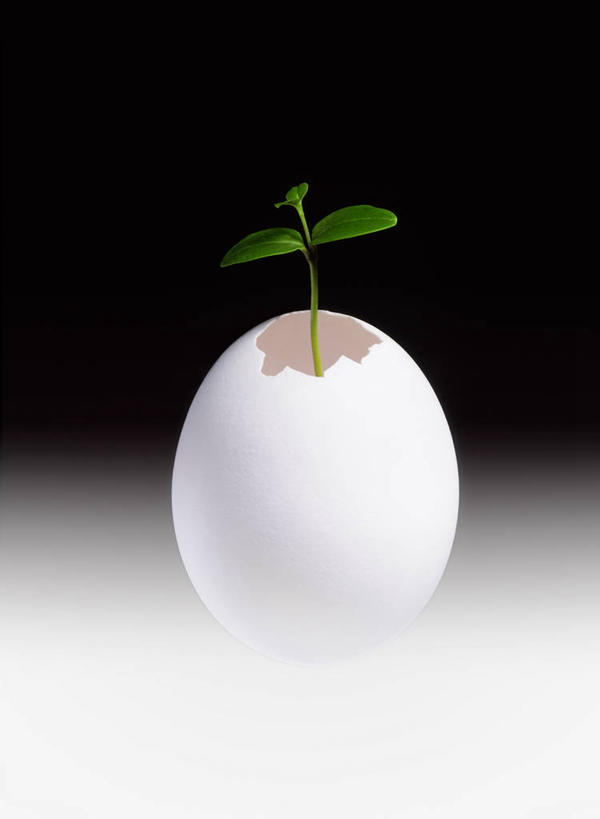 无人,竖图,室内,特写,白天,正面,植物,黑色背景,蛋壳,发芽,一个,绿色,白色,自然,摄影,影棚,生长,单个,成长,抽芽,彩图,影棚拍摄,拍摄