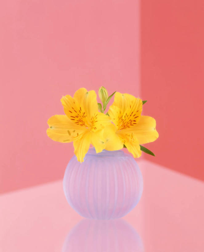 无人,竖图,室内,特写,白天,白色背景,正面,花瓶,阴影,盛开,反射,影子,陶瓷,陶瓷制品,花蕾,花,花瓣,花朵,鲜花,两朵,黄色,瓶子,花苞,花蕊,摄影,影棚,强瞿,百合,倒仙,番韭,山丹,彩图,影棚拍摄,拍摄