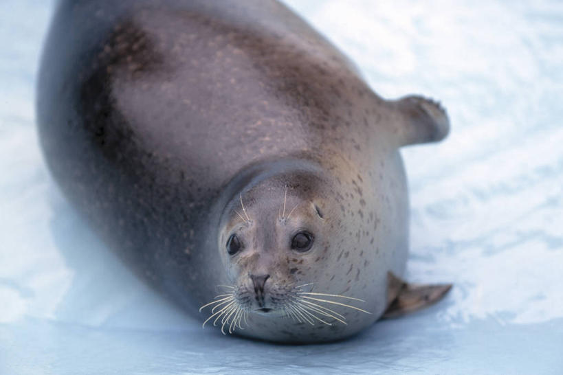 无人,横图,室外,特写,白天,正面,美景,哺乳动物,海豹,野生动物,北海道,日本,亚洲,阴影,朦胧,模糊,光线,影子,冰,景观,注视,一只,阳光,自然,动物,浮冰,观察,看,趴着,景色,寒冷,可爱,活泼,观看,察看,冰冷,关注,自然风光,东亚,斑海豹,日本国,北海道地方,北海道岛,严寒,冰凉,酷寒,凛冽,凛凛,极冷,流冰,浮冰块,钏路支厅,趴,半身,彩图,振兴局,钏路综合振兴局,钏路,钏路市,道东