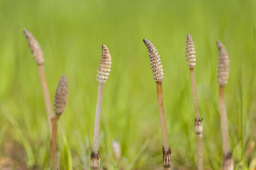 无人,横图,室外,特写,白天,正面,草地,草坪,美景,植物,阴影,朦胧,模糊,光线,影子,景观,草,绿色,阳光,自然,景色,自然风光,问荆,接续草,公母草,搂接草,空心草,马蜂草,猪鬃草,黄蚂草,节节草,接骨草,彩图,木贼