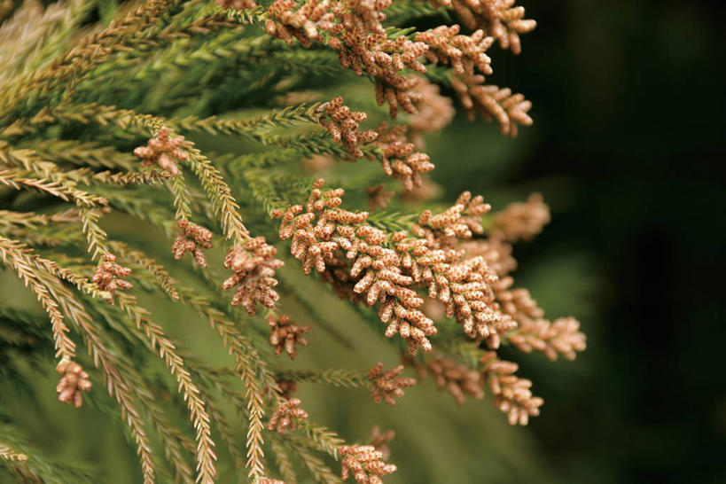 无人,横图,室外,特写,白天,正面,美景,松树,阴影,朦胧,模糊,盛开,光线,影子,景观,花蕾,花,花瓣,花朵,鲜花,阳光,自然,花苞,花蕊,景色,自然风光,杉树,坚定,花粉,长寿,贞洁,柳杉,彩图,孔雀松,木沙椤树