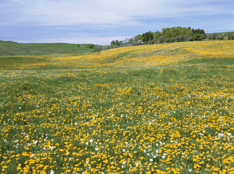 无人,横图,室外,白天,正面,旅游,度假,草地,草坪,花海,花圃,美景,树林,植物,叶子,法国,欧洲,阴影,盛开,光线,影子,景观,云,云朵,花蕾,云彩,娱乐,草,花,花瓣,花朵,花卉,鲜花,树,树木,蓝色,绿色,白云,蓝天,天空,阳光,自然,花丛,花束,花田,天,花苞,花蕊,享受,休闲,景色,放松,生长,晴朗,成长,西欧,法兰西,自然风光,法兰西共和国,法兰西第五共和国,中央大区,康塔勒,康塔勒省,晴空,彩图