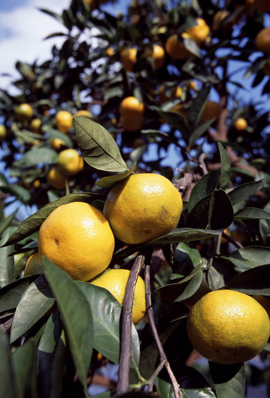 无人,竖图,室外,特写,白天,仰视,美景,植物,柑橘,水果,叶子,吊挂,悬挂,阴影,新鲜,光线,影子,景观,生食,食品,果实,果树,绿叶,挂,树,树木,食物,绿色,阳光,自然,嫩叶,景色,有机食品,绿色食品,生长,成长,自然风光,柑桔,叶,叶片,橘子,桔子,彩图,低角度拍摄,大红蜜橘,大红袍,红橘,黄橘,宽皮橘,桔子树