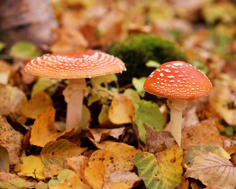 无人,横图,俯视,室外,特写,白天,美景,秋季,叶子,一堆,许多,阴影,堆叠,堆积,朦胧,模糊,光线,影子,景观,菌菇,枯叶,落叶,很多,菌类,两个,黄色,红色,阳光,自然,景色,堆,有毒,真菌,自然风光,毒蝇伞,毒蝇鹅膏菌,毒蘑菇,捕蝇菌,毒蝇菌,叶,叶片,秋,秋天,彩图,高角度拍摄,蟆菌