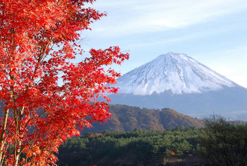 无人,横图,室外,白天,正面,旅游,度假,草地,草坪,火山,美景,秋季,山,雪,雪山,植物,大雪,枫树,叶子,富士山,日本,亚洲,阴影,朦胧,模糊,光线,影子,冰,积雪,景观,山峰,雪景,云,云朵,冬季,冬天,枫叶,枯叶,落叶,山峦,云彩,娱乐,草,树,树木,黄色,红色,蓝色,绿色,白云,蓝天,天空,阳光,自然,天,享受,休闲,景色,放松,寒冷,生长,晴朗,成长,枫树叶,冰冷,自然风光,东亚,本州,本州岛,日本国,中部地方,山梨,山梨县,槭树,严寒,日本红枫,日本红丝带,冰凉,酷寒,凛冽,凛凛,极冷,富士五湖,叶,叶片,活火山,晴空,秋,秋天,彩图,河口湖,南都留郡,富士河口湖町